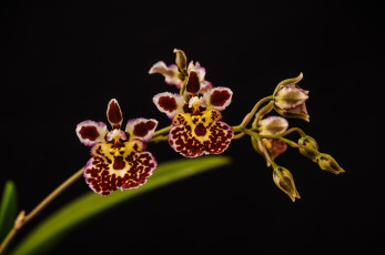 Картинка цветы орхидеи макро ветка цветочки пестрые