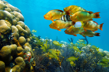 Картинка животные рыбы стайка кораллы море