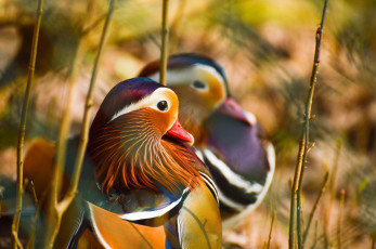 Картинка животные утки пестрая цвет клюв утка-мандаринка