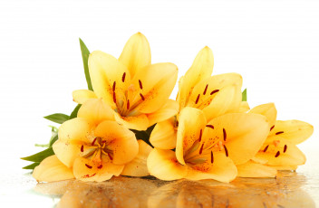 Картинка цветы лилии +лилейники желтые drops leaves yellow lilies flowers petals капельки листики лепестки тычинки