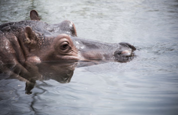 Картинка животные бегемоты купание морда водоем
