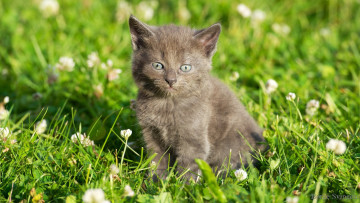 Картинка животные коты травка цветочки котенок grass flowers kitten