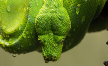 Картинка животные змеи +питоны +кобры питон зеленый капли голова чешуя