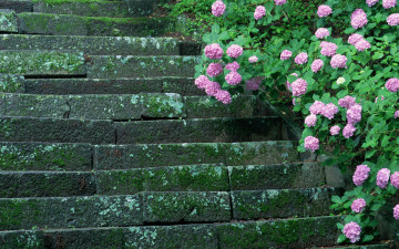 обоя цветы, гортензия, мох, ступеньки, лестница, древность, кусты, цветение