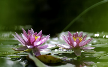 обоя цветы, лилии водяные,  нимфеи,  кувшинки, lily, leaves, water, flowers