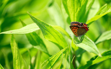 Картинка животные бабочки растение листья бабочка