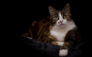 Картинка животные коты кошка кот трехцветный взгляд портрет