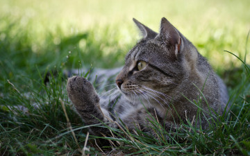 Картинка животные коты трава кошка кот серый профиль