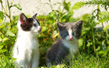 Картинка животные коты травка веточки котята grass twigs kittens