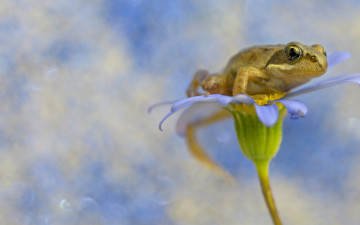 Картинка животные лягушки цветок лягушка фон flower frog background