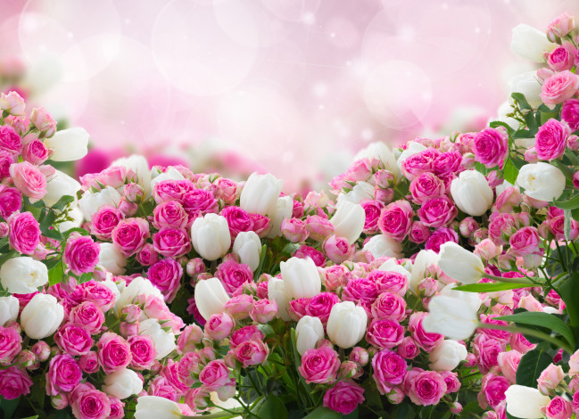 Обои картинки фото цветы, разные вместе, розы, тюльпаны, бутоны