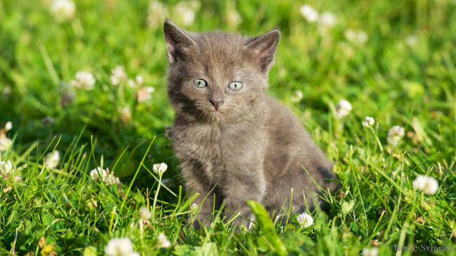 Обои картинки фото животные, коты, травка, цветочки, котенок, grass, flowers, kitten