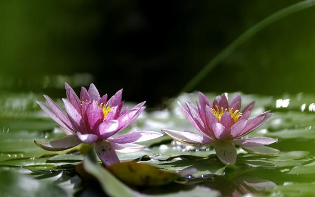 Обои картинки фото цветы, лилии водяные,  нимфеи,  кувшинки, lily, leaves, water, flowers