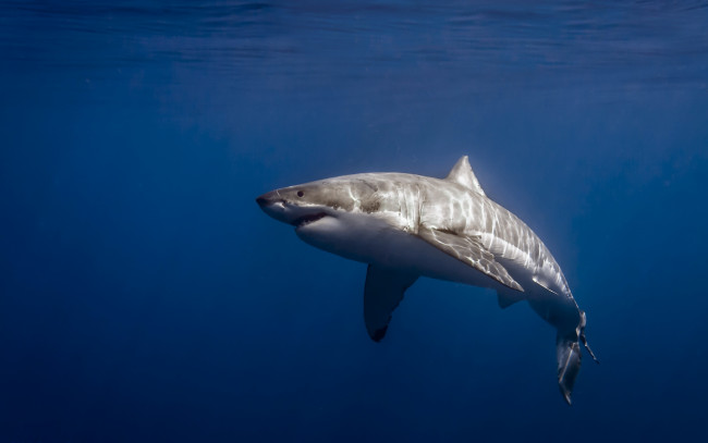 Обои картинки фото животные, акулы, mexico, isla, de, guadalupe, carcharodon, carcharias, great, white, shark