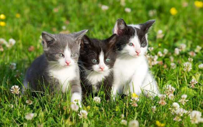 Обои картинки фото животные, коты, травка, котята, цветы, grass, kittens, flowers