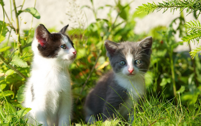 Обои картинки фото животные, коты, травка, веточки, котята, grass, twigs, kittens