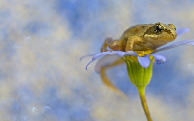 Обои картинки фото животные, лягушки, цветок, лягушка, фон, flower, frog, background