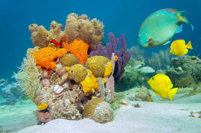 Обои картинки фото животные, рыбы, кораллы, морское, дно, море