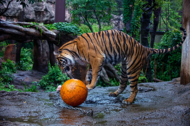Обои картинки фото животные, тигры, мяч, игра, полоски, кошка, зоопарк