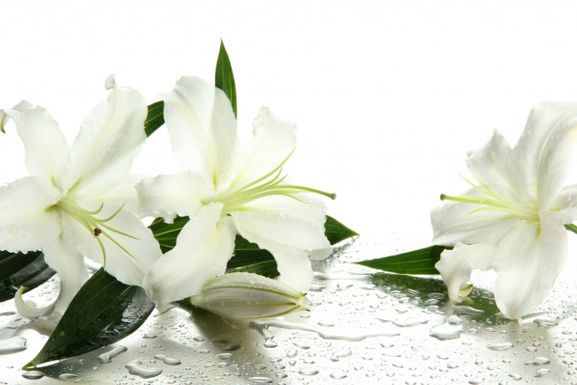 Обои картинки фото цветы, лилии,  лилейники, water, белые, drops, leaves, buds, бутоны, lilies, flowers, вода, капельки, листики