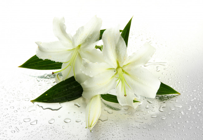 Обои картинки фото цветы, лилии,  лилейники, белые, вода, water, капельки, листики, drops, leaves, lilies, flowers