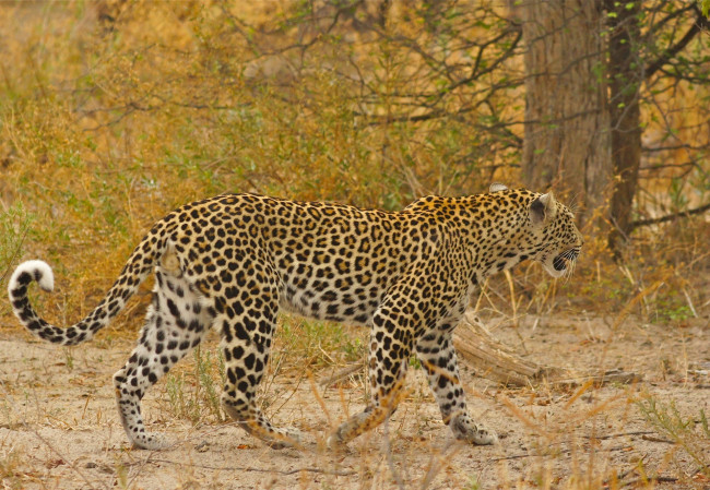 Обои картинки фото животные, леопарды, пятна, африка, кошка, прогулка