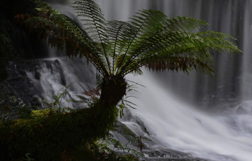 Картинка природа водопады лес поток водопад растение листья