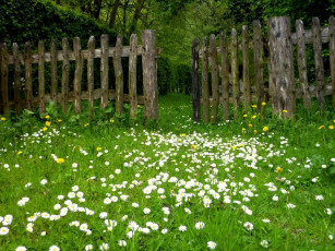Картинка природа луга маргаритки трава забор лето