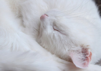 Картинка животные коты кошка макро фон