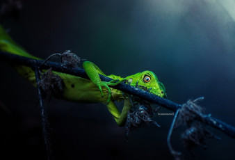 Картинка животные Ящерицы +игуаны +вараны зеленая ящерица листья ветка