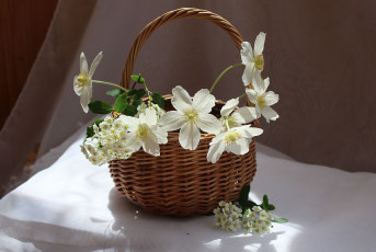 Картинка цветы анемоны +сон-трава букет корзина май натюрморт спирея