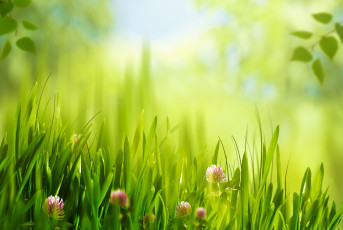 Картинка цветы луговые+ полевые +цветы луг солнце листья трава