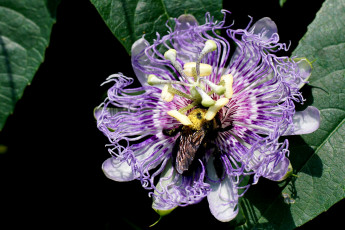 Картинка цветы пассифлора посифлора тычинки макро цветок