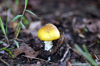 Картинка природа грибы поганка
