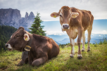 Картинка животные коровы +буйволы отдых трава луг