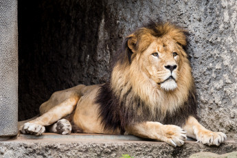 Картинка животные львы зоопарк зверь лев