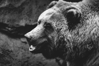Картинка животные медведи черно-белое