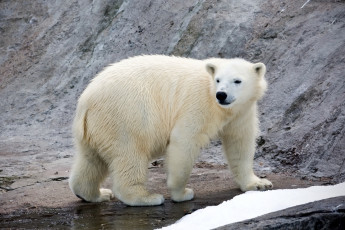 Картинка животные медведи хищник белый медведь полярный