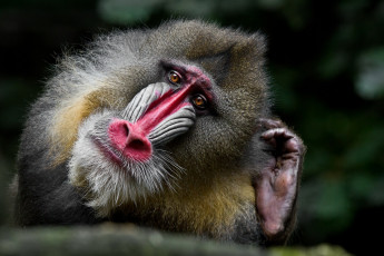 Картинка животные обезьяны портрет обезьяна