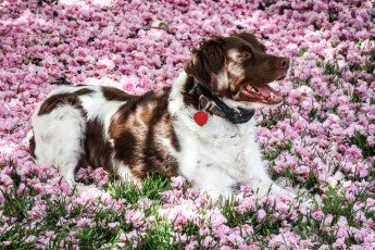 Картинка животные собаки цветы ошейник
