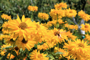 Картинка цветы рудбекия цветение кусты лепестки лето желтый