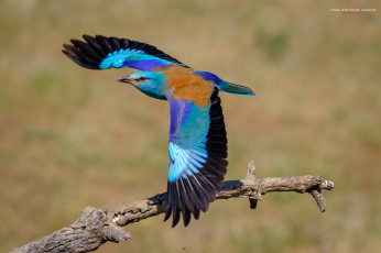 Картинка сизоворонки+ ракши животные окрас птица забавная перья