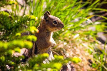 Картинка животные белки бурундук стойка зверёк грызун chipmunk