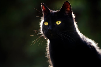 Картинка животные коты черный цвет