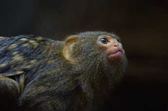 Картинка животные обезьяны мордочка взгляд мартышка обезьяна