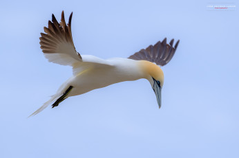 Картинка животные олуши клюв лапки белая птица олуша