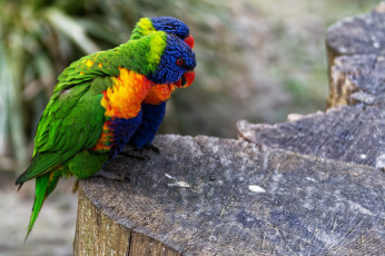Картинка животные попугаи птицы боке пара