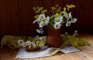 Картинка цветы луговые+ полевые +цветы флора ромашки растения подмаренник натюрморт лето