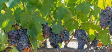 Картинка природа Ягоды +виноград leaves grapes the vineyard виноград грозди листва виноградник