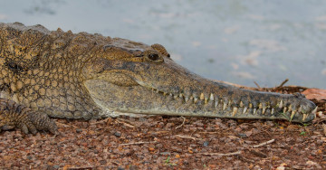 Картинка животные крокодилы камешки